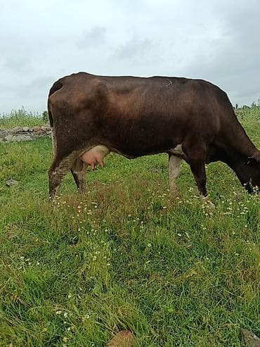 мини кролик: Продаю | Корова (самка) | Для молока — 2