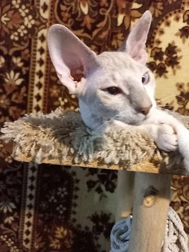 Мышыктар сатылат: 🐾🐈‍⬛ Голубоглазая девочка породы донской сфинкс, готова переехать в — 9
