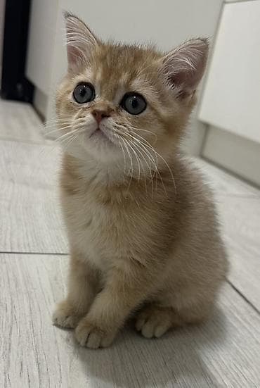 кошачий лоток: Скотиш Страйт (Шотландская прямоухая), 3 месяца, Мальчик, Серебристая шиншилла, Приучена к лотку — 6