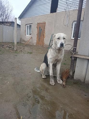 метиленовый синий: Алабай, 1 год, Самец — 2