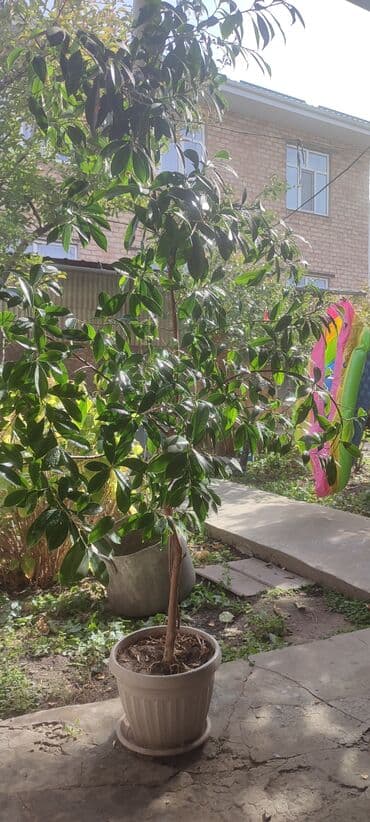 Кургаткычтар: Крупное комнатное дерево в кадке - Растение: фикус (тип — 2