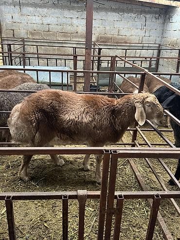 отдам собаку в хорошие руки бишкек: Продаю | Баран (самец) | Арашан | Для разведения | Племенные, Осеменитель — 3