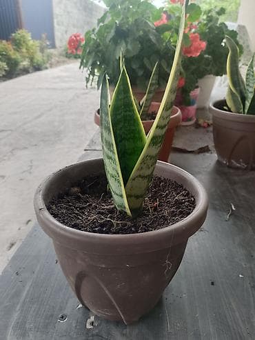 Комнатные растения: Сансевиерия (Sansevieria trifasciata, «щучий хвост», «тещин язык») в — 3