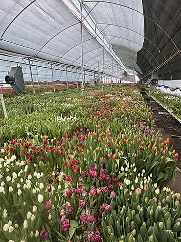 оптовые вещи: Тюльпаны оптом и врозницу больше 10ти видом разных расцветок длиной — 2