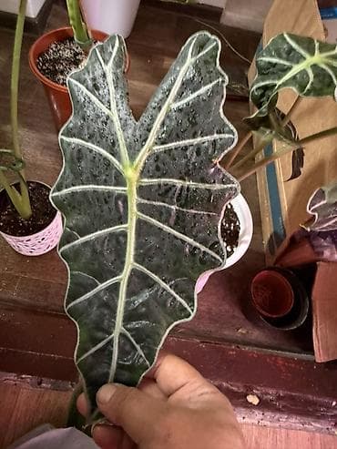 шоколадный будет: Алоказия ‘Polly’ (Alocasia x amazonica ‘Polly’) — эффектное комнатное — 1