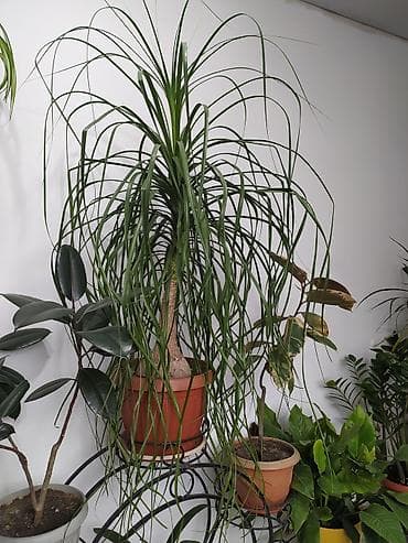 гул: Нолина, Бакарнея Продаю шикарное комнатное, офисноедля ресторанов и — 3