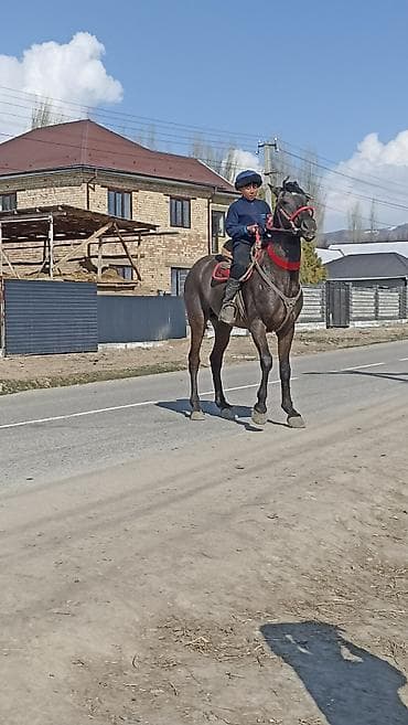 меняю на баран: Продаю | Жеребец | Конный спорт — 3