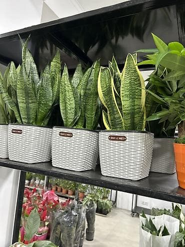 Сансевиерия (Sansevieria trifasciata, «щучий хвост») в декоративном — 3