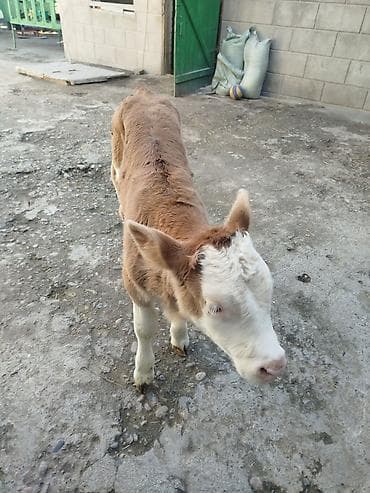 Другие животные: Продаю | Бык (самец) | Симментальская | Для разведения | Искусственник — 4