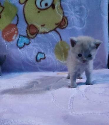 Продажа кошек: Открыто бронирование на котят шотландской породы лилового и голубого — 6