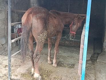 мексиканская голая собака: Продаю | Кобыла (самка) | Рабочий | Мерин — 5