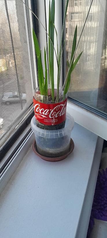 Продукты питания: Комнатное растение — рассадa пальмы (возможна финиковая/хамедорея) — 3