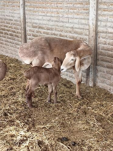 беркут птица: Продаю | Овца (самка) | Для разведения | Матка — 6