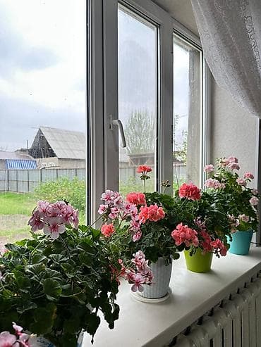 Пеларгония (герань) комнатная — коллекция цветущих кустов в горшках at lalafo.kg Пеларгония (герань) комнатная — коллекция цветущих кустов в горшках