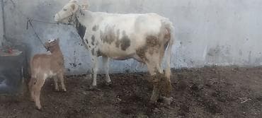 бычмал ат: Продаю | Корова (самка) | Для молока | После отела — 3