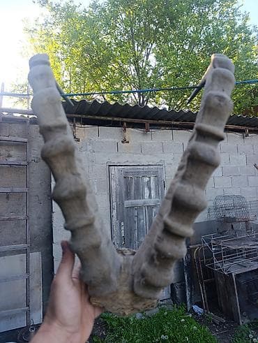 саат арзан: Рога (пара), натуральные - Материал: настоящий рог животного - — 1