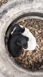 сколько стоит чихуахуа мини: Собака даром: Дворняжка, 2 месяца, Самка — 1