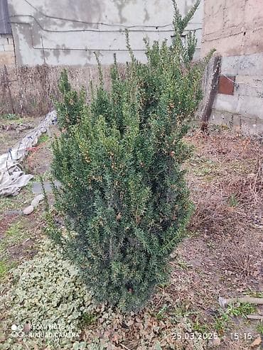 хойя тсанги вариегатная: Тис ягодный вечнозелёный неприхотливый солнце и — 2