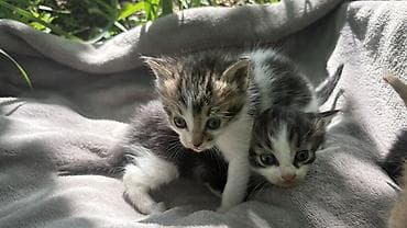 помёта: Котята, помёт из 4 малышей. - Окрас: два полосатых бело-тигровых — 1