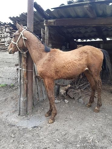 жер уй бишкек сатылат: Сатам | Тай | Аргын | Ат спорту — 3