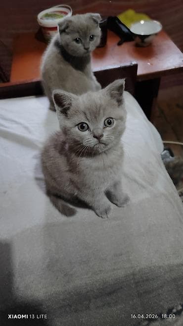 продаю кошки: Британские котята, голубой окрас - Порода: британская (классический — 1