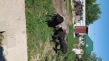 стришка овец: Продаю | Овца (самка) | Для разведения — 4