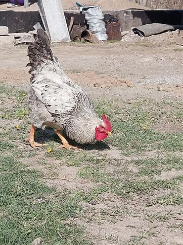 бройлер индюшата: Продаю | Петух | Для разведения — 2