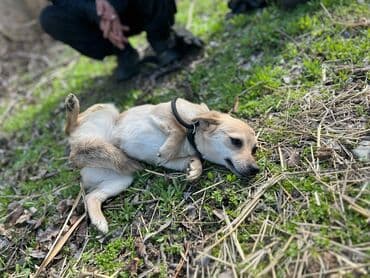 сколько стоит немецкая овчарка: Ищем дом для молодой стерилизованной девочки(рожать не будет) — 5