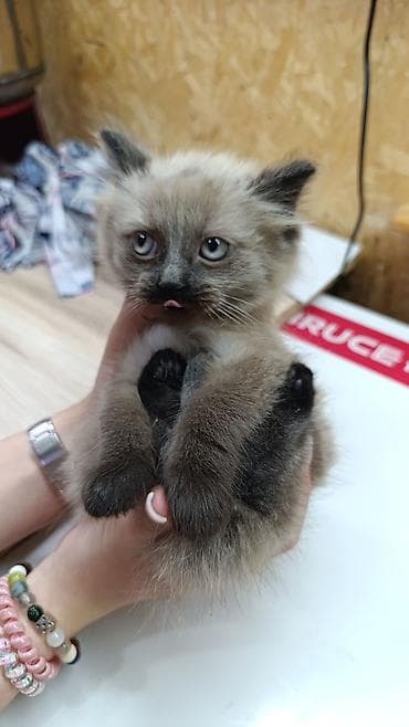 черная кошка: 2 месяца, Девочка, Черепаховый, Приучена к лотку — 4