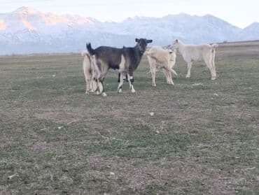 Продаю | Коза (самка) | На забой, Для молока