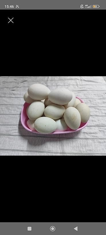 продаю лук: Яйца водоплавающей птицы (по виду — утиные), белые, крупные, овальной — 1