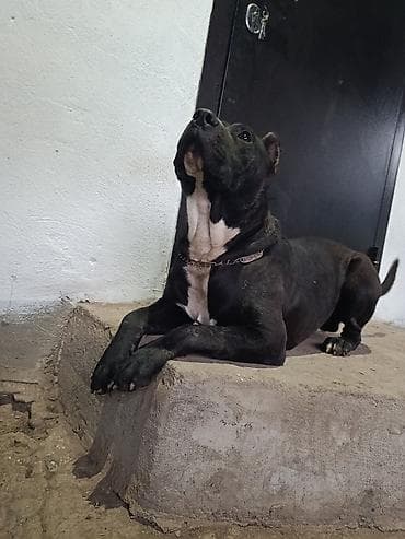 питбуль щенок черный: Вязка: Питбуль, Самец, 2 года, С прививкой, С родословной — 6