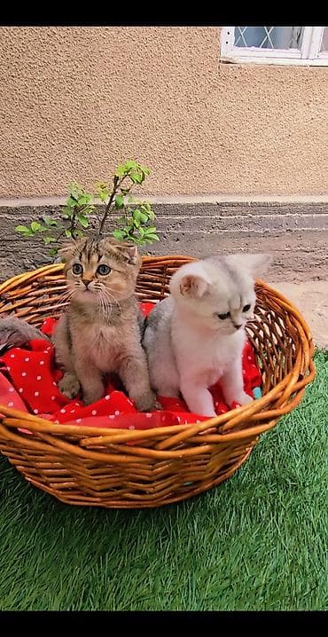 кошки шотландские: Шотландские котята — 10