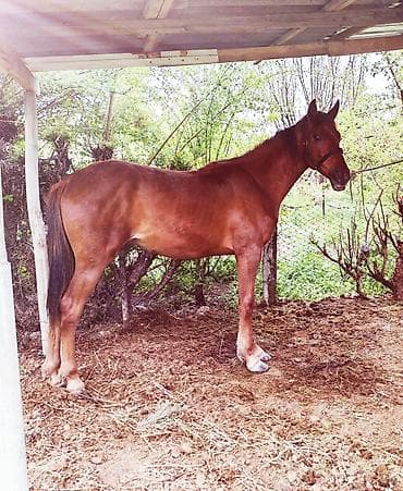 сокол птица цена: Продаю | Кобыла (самка), Конь (самец), Жеребец | Полукровка, Английская — 1