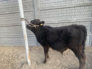 где можно купить йоркширского терьера: Продаю | Бык (самец) | На откорм | Привязанные — 2