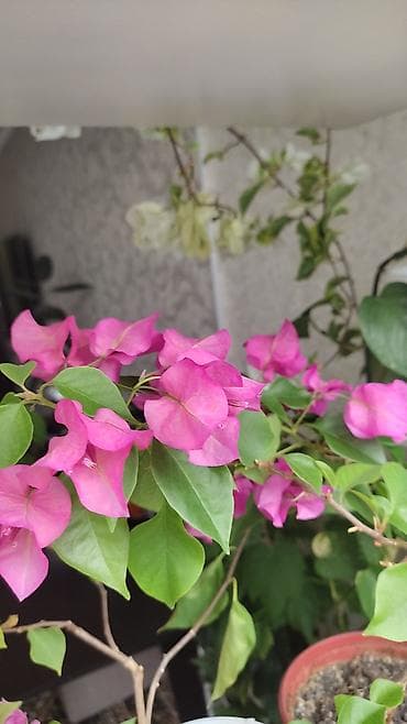 бегония: Бугенвиллея (Bougainvillea) в горшке, несколько сортов. Описание: - — 3