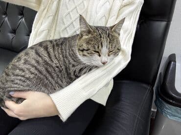 сиамская вислоухая кошка: Кошка даром: Беспородная, Мальчик, Метис — 4