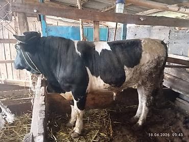 бельгийский овчарка малинуа: Продаю | Бык (самец) | Для разведения | Привязанные — 3