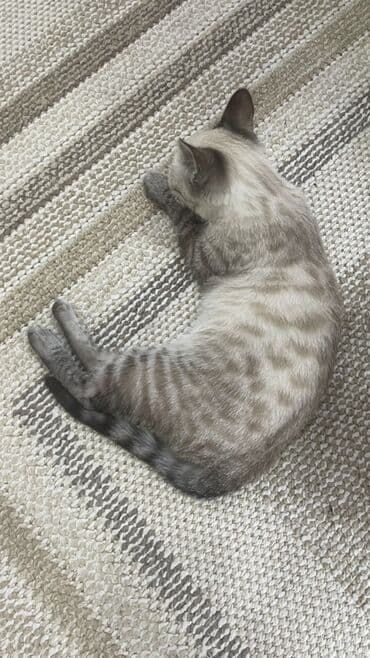 русская дымчатая кошка: Тайская, 4 месяца, Мальчик, Приучена к лотку — 3