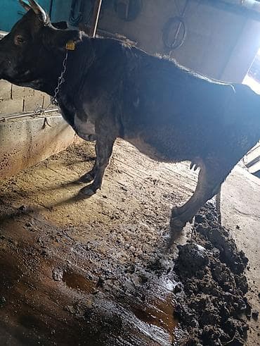 эшек жаныбар: Сатам | Уй (ургаачы) | Аргын | Сүт алуу үчүн | Байланган — 2