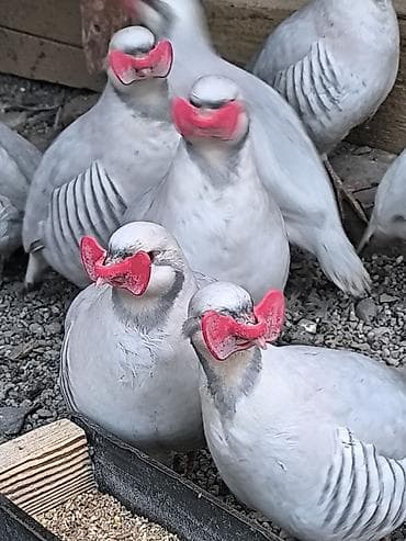 баа: Силвер кекликтин корооздору сатылат, оригинал. баасы штугу 3000с — 2