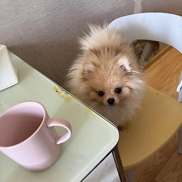 чихуахуа цены: Шпиц, 7 месяцев, Самка, С прививкой — 6