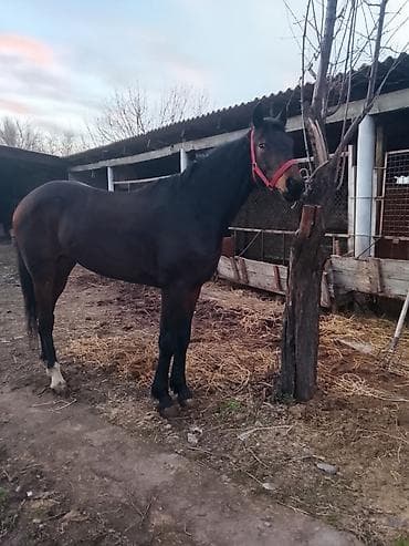 ахалтекинская лошадь: Продаю | Жеребец | Полукровка — 1