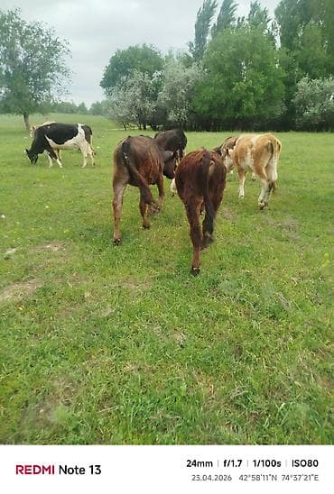 я ищу карова: Продаю | Бык (самец) — 1