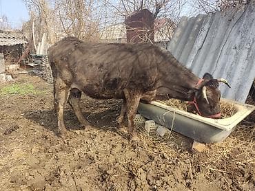 коровы высокоудойные: Продаю | Корова (самка) | Для молока | Привязанные — 3