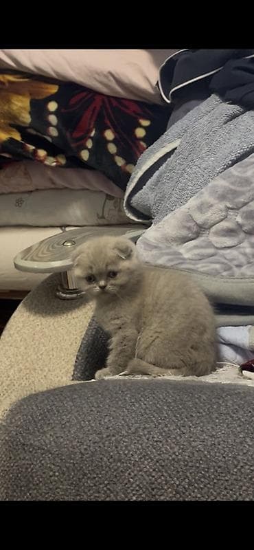 Шотландский вислоухий котёнок (Scottish Fold), окрас голубой (blue)
