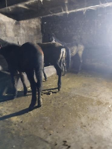 кок бору ат: Продаю | Жеребенок | Для разведения | Племенные — 7