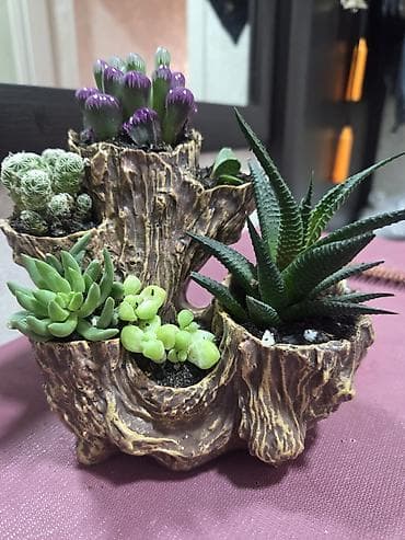 Комнатные розы: Композиция из суккулентов в многоярусном кашпо - Состав: несколько — 1