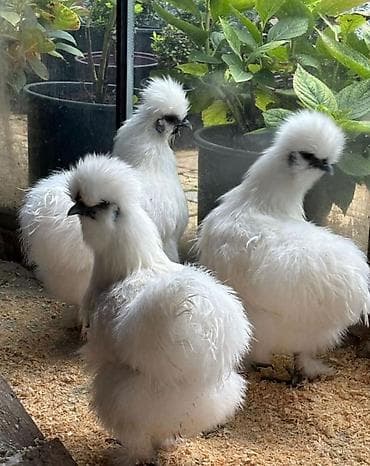 Продаю | Куры, Петух at lalafo.kg Продаю | Куры, Петух