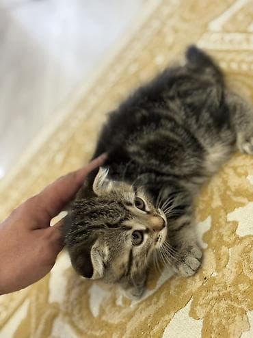 Скотиш Фолд (Шотландская вислоухая), 2 месяца, Девочка, Приучена к лотку